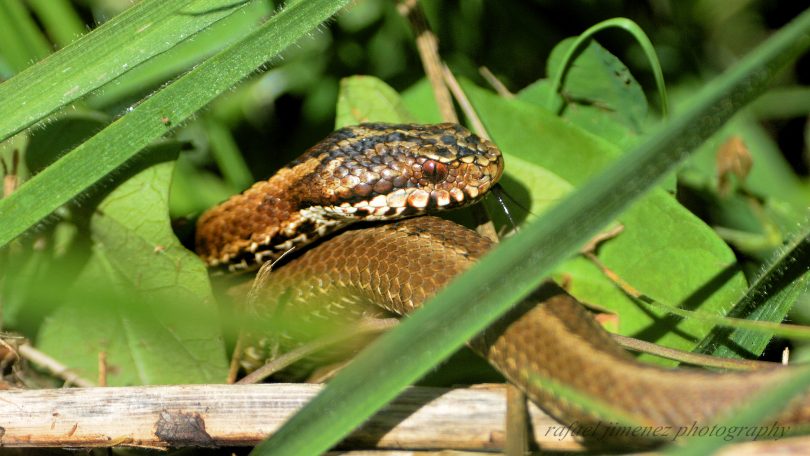 Seoane o víbora del Cantábrico